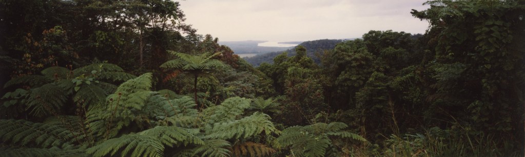 Scenic view of the Daintree River and tree ferns in the Douglas Shire