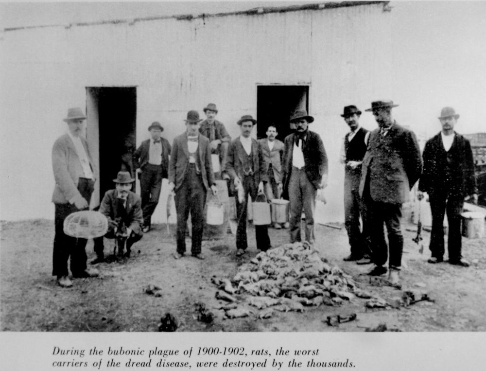 A group of men standing around a pile of destroyed rats, the main carriers of the bubonic plague. 